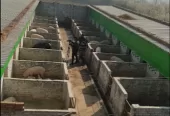 Prayag Pig Farm – Animal Shelter & Farming Solutions in Prayagraj