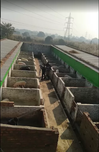 Prayag Pig Farm – Animal Shelter & Farming Solutions in Prayagraj