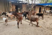 Raksha Make A Difference – Compassionate Animal Care NGO in Prayagraj