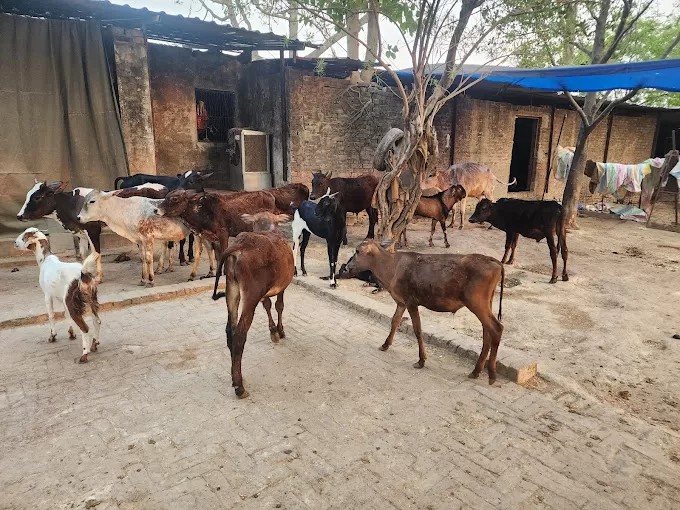 Raksha Make A Difference – Compassionate Animal Care NGO in Prayagraj