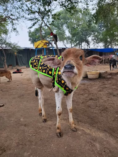 Raksha Make A Difference – Compassionate Animal Care NGO in Prayagraj