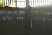 Prayag Pig Farm – Animal Shelter & Farming Solutions in Prayagraj