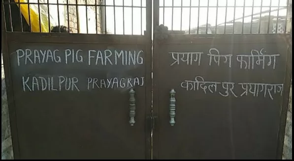 Prayag Pig Farm – Animal Shelter & Farming Solutions in Prayagraj