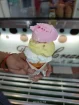 Legendary Taste That Never Melts Away – Bombay Fruit Ice Cream, a Timeless Dessert Icon in Prayagraj